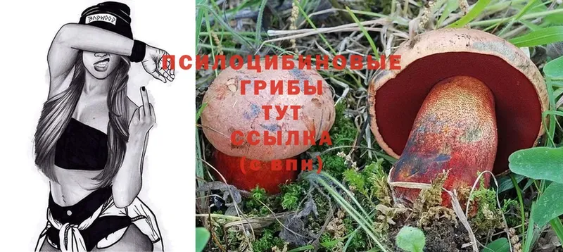 как найти наркотики  Глазов  Псилоцибиновые грибы Psilocybe 